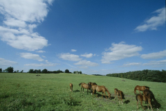 County Laois